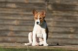 BASENJI 191